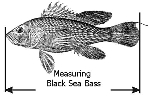 A drawing of a fish

Description automatically generated