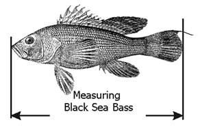 Drawing of how to measure a black sea bass.